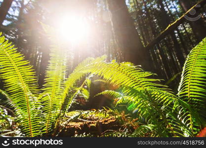 Forest in Olympic National Park, Washington