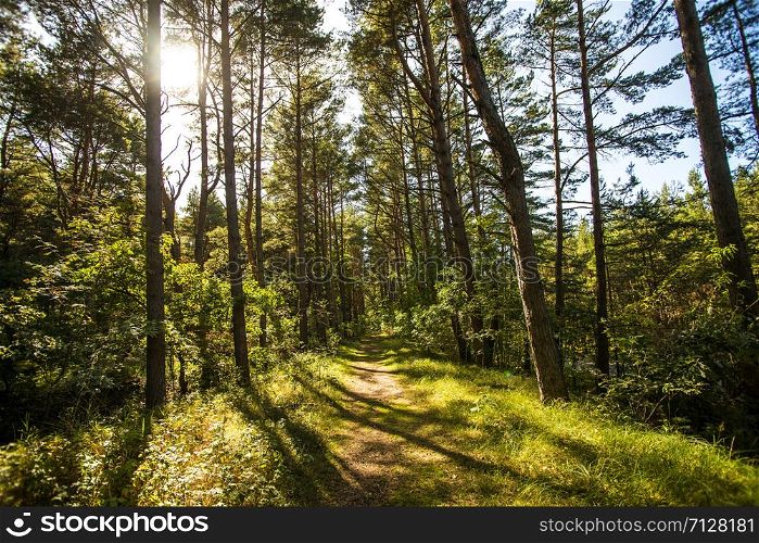 forest in Poland, small path with light and shadow