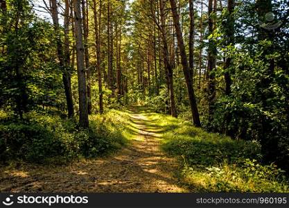 forest in Poland, small path with light and shadow