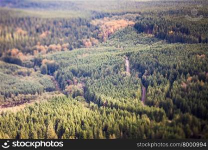 Forest in rural Washington with logging road, tilt shift effect