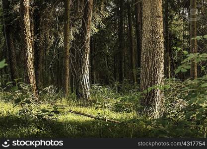 Forest in Siebentischwald, Lech near Augsburg, Bavaria, Germany