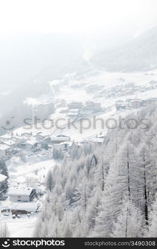 forest in snow on alpen top