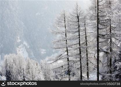 forest in snow on alpen top
