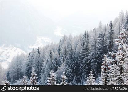 forest in snow on alpen top