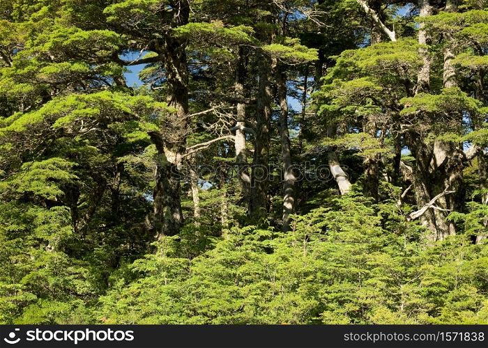Forest in Southern Chile in the Auraucania Region