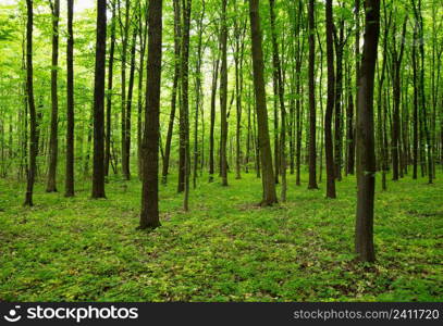 forest in spring