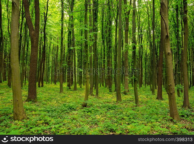 forest in spring