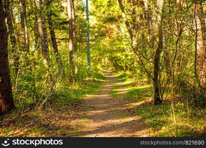 Forest in spring in sunny light at the coast of the Baltic sea in Poland