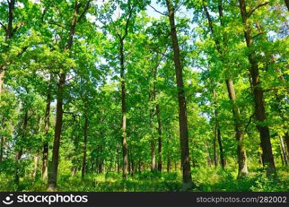 Forest in spring with green trees and bright sun day.