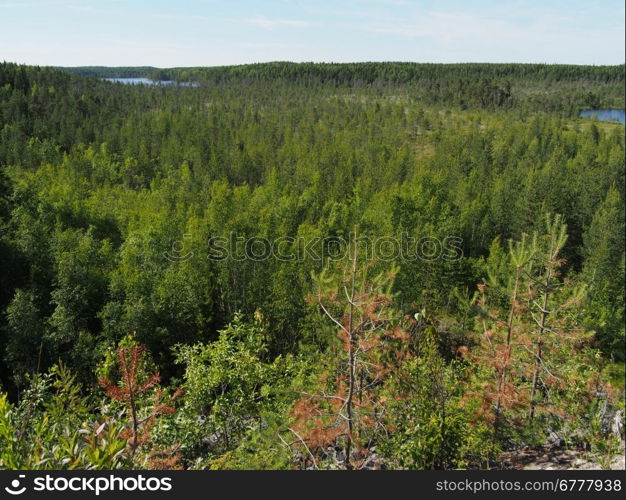 forest in summer