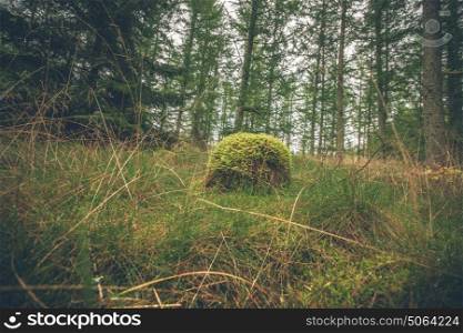 Forest in the fall with a wooden log covered with moss