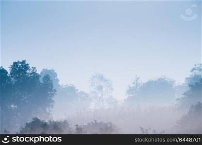 forest in the morning mist