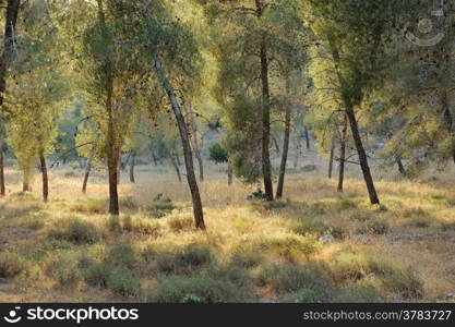 Forest in the mountains of Israel, near Jerusalem