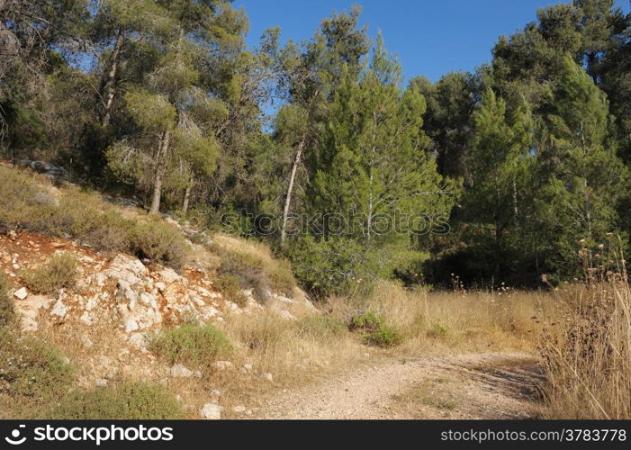 Forest in the mountains of Israel, near Jerusalem