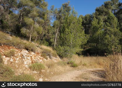 Forest in the mountains of Israel, near Jerusalem