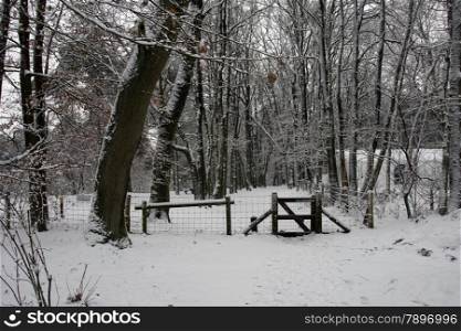 forest in the snow in winter in Holland