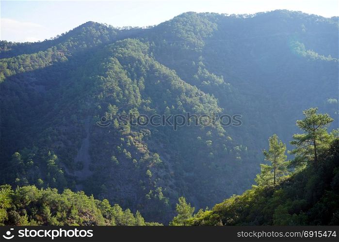 Forest in Troodos mountain in Cyprus