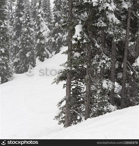 Forest in winter, Symphony Amphitheatre, Whistler, British Columbia, Canada