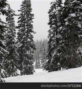 Forest in winter, Symphony Amphitheatre, Whistler, British Columbia, Canada