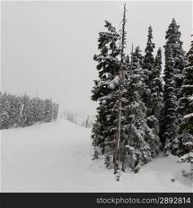 Forest in winter, Whistler, British Columbia, Canada