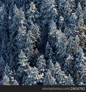 Forest in winter, Whistler, British Columbia, Canada