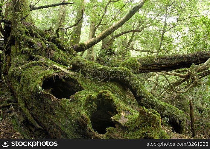Forest in Yakushima Island