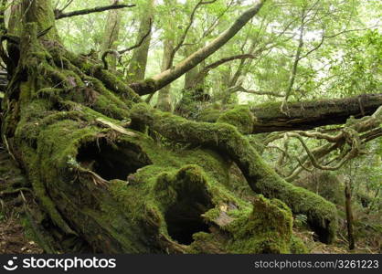 Forest in Yakushima Island