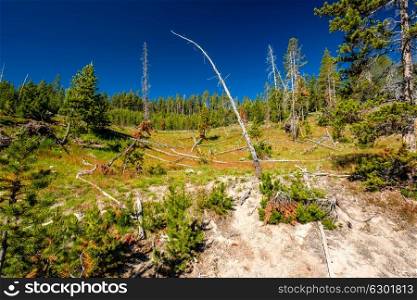 Forest in Yellowstone National Park, Wyoming, USA