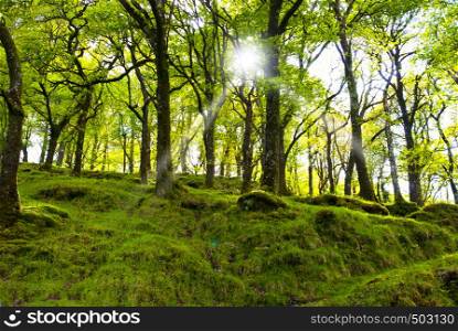 forest, Killarney National Park, County Kerry, Ireland . forest, Killarney National Park, County Kerry, Ireland republic