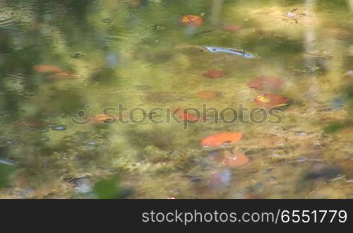 forest lake in autumn