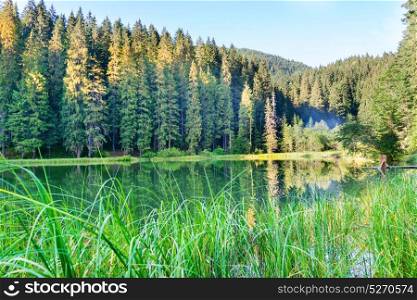 Forest lake in the mountains with blue water and morning light