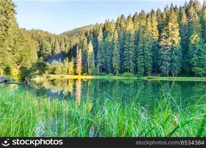 Forest lake in the mountains with blue water and morning light. Forest lake in the mountains