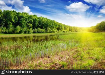 Forest lake in the rays of dawn