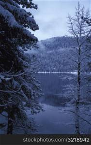 Forest Lake in Winter