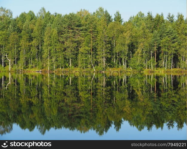 forest lake. karelia