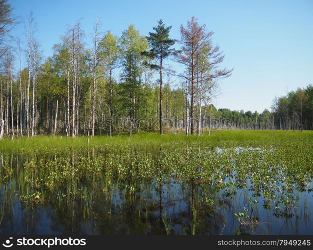 forest lake. karelia