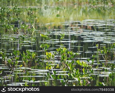 forest lake. karelia