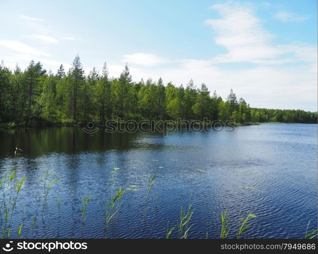 forest lake. karelia