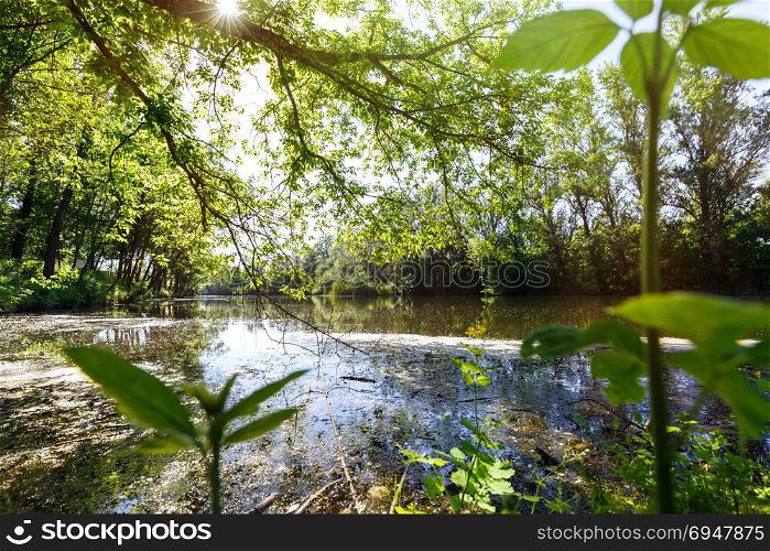 Forest lake pond is overgrown with lush green grass and trees in sunlight.. Forest lake pond is overgrown with lush green grass and trees in sunlight