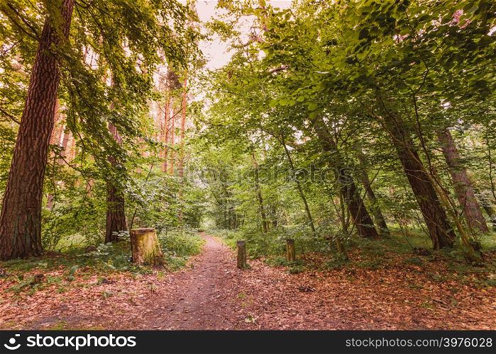 Forest landscape. Country road path with green trees. Beauty summer day.