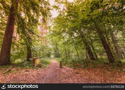 Forest landscape. Country road path with green trees. Beauty summer day.