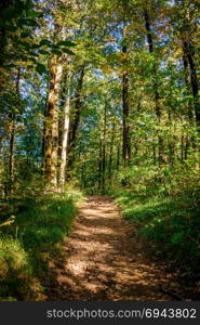 Forest landscape. Forest road