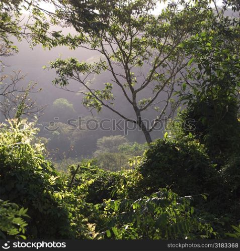 Forest landscape in Costa Rican