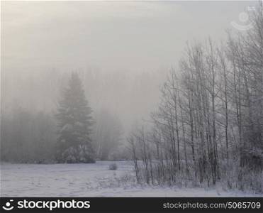Forest landscape in fog, Prince George, British Columbia, Canada