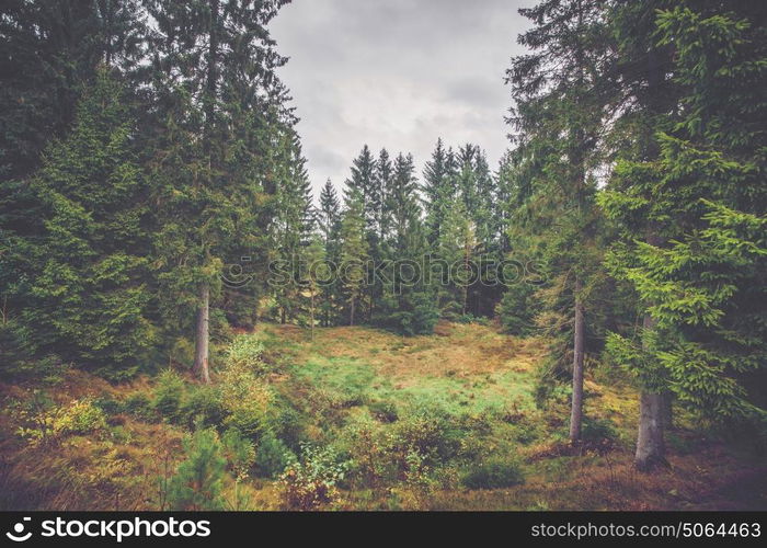 Forest landscape in October with tall pine trees