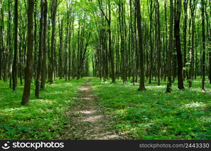 forest landscape in the morning