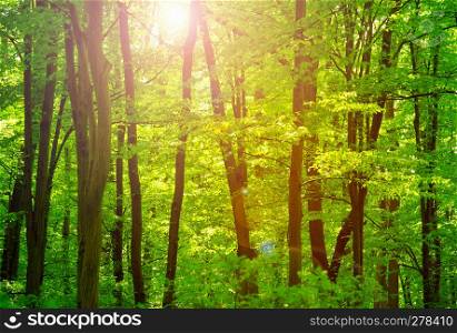 forest landscape in the morning