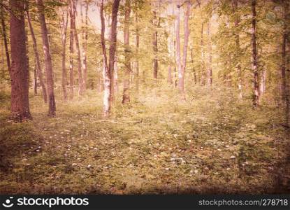 forest landscape in the morning