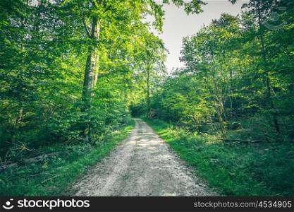 Forest landscape in the spring with a nature trail and green trees