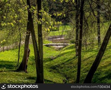 Forest landscape-located between the trees in the forest bridge. bridge in a forest